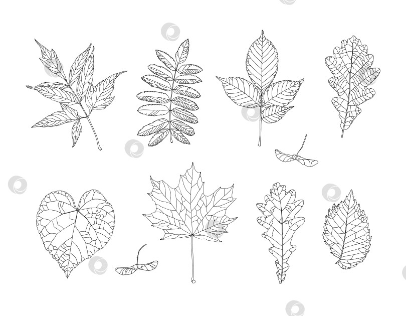 Скачать Набор осенних листьев для рисования. Изолированные объекты. Иллюстрации, нарисованные от руки. фотосток Ozero