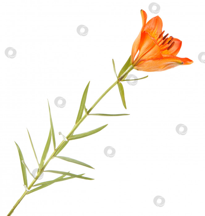 Скачать Цветок оранжевой лилии. Изолированный на белом фоне фотосток Ozero