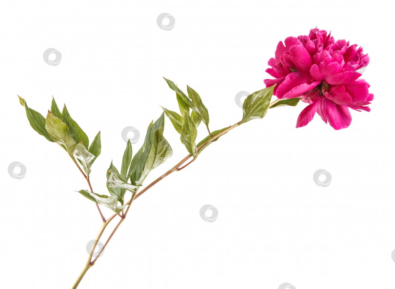 Скачать цветок красного пиона. Изолированный на белом фоне фотосток Ozero
