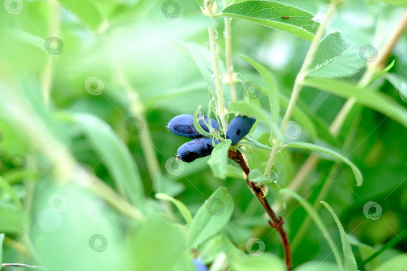 Скачать Ветка жимолости с синими спелыми ягодами. фотосток Ozero