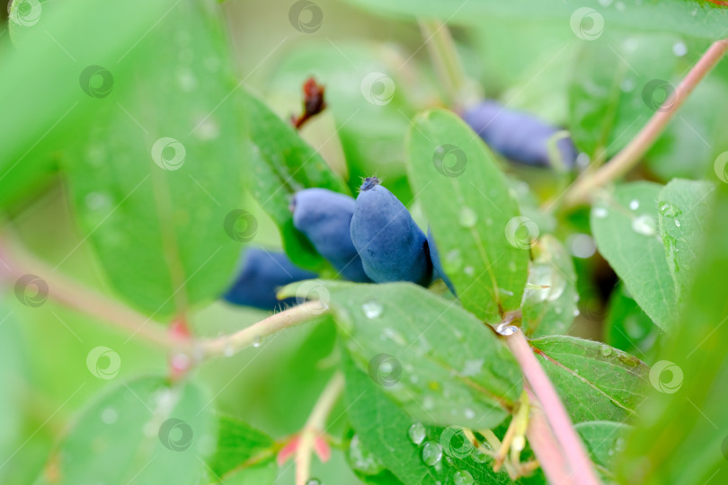 Скачать Ветка жимолости с синими спелыми ягодами. фотосток Ozero