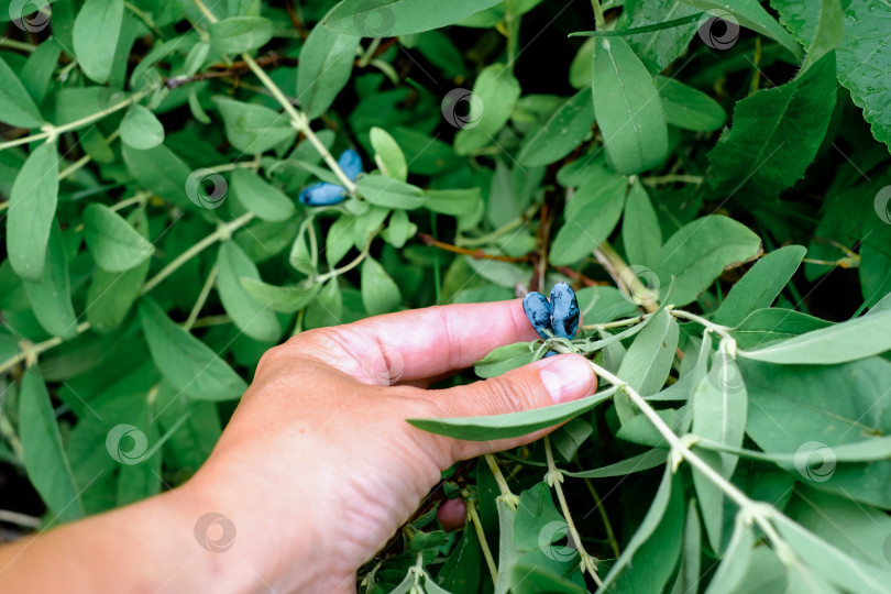 Скачать Рука собирает синие ягоды. Ветка жимолости с синими спелыми ягодами. фотосток Ozero