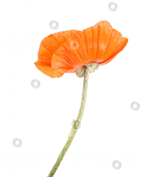 Скачать цветок оранжевого мака. изолированный на белом фоне фотосток Ozero