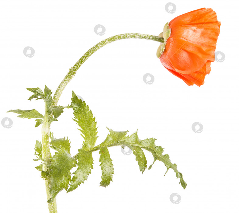 Скачать цветок оранжевого мака. изолированный на белом фоне фотосток Ozero