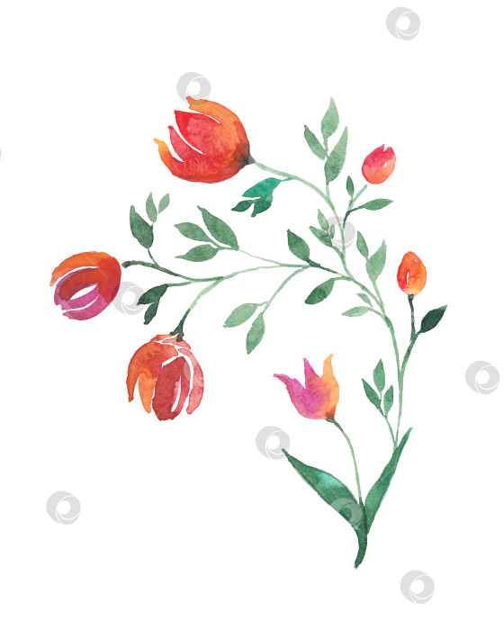 Скачать Акварельная цветочная иллюстрация ручной росписи. Акварельный красный цветок фотосток Ozero