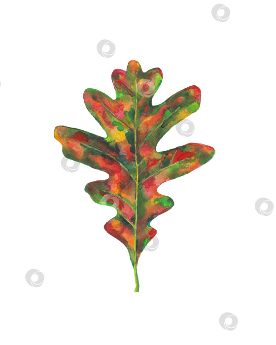 Скачать Акварель на дубовых листьях. Красочный осенний дубовый лист, изолированный  фотосток Ozero