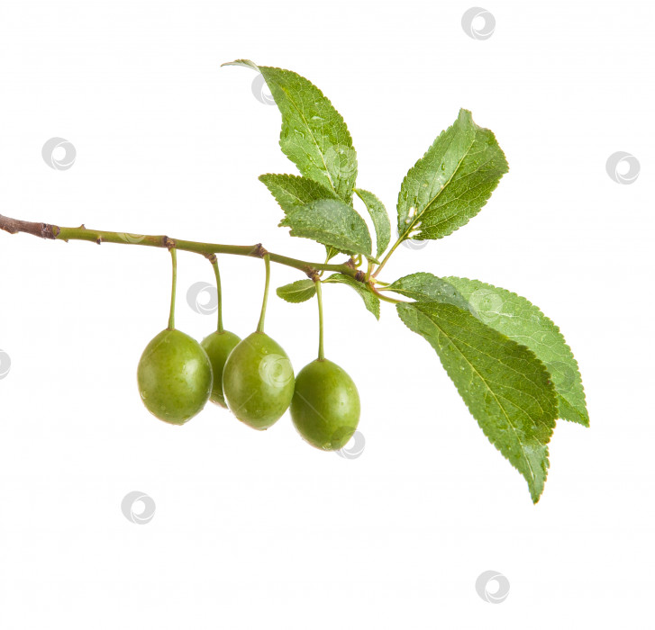 Скачать ветка сливового дерева с зелеными незрелыми плодами. изолированный на белом фоне фотосток Ozero