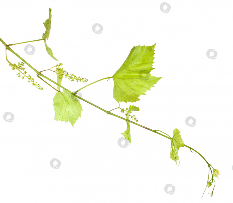 Скачать молодая виноградная лоза с листьями. изолированный на белом фоне фотосток Ozero