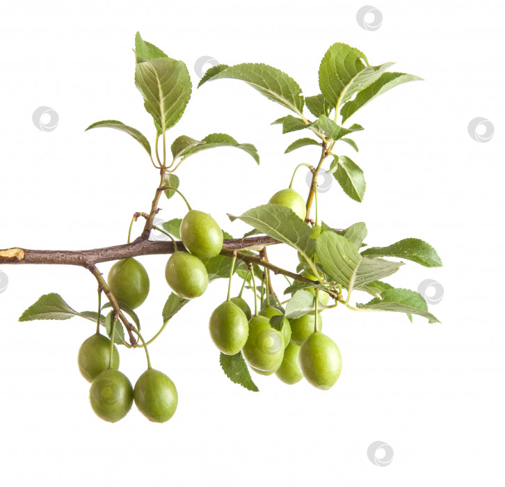 Скачать ветка сливового дерева с зелеными незрелыми плодами. изолированный на белом фоне фотосток Ozero