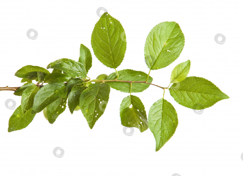 Скачать ветка сливового дерева с зелеными листьями и ягодами. Изолированный на белом фоне фотосток Ozero