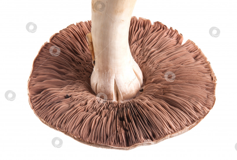 Скачать нижние шляпки грибов. Изолированный на белом фоне фотосток Ozero