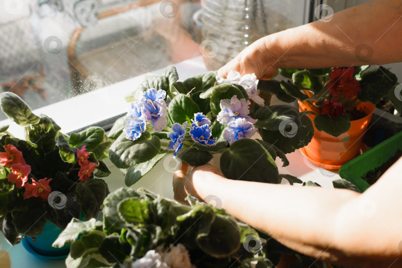 Скачать Пожилая женщина ухаживает за домашними цветами. Уход за комнатными растениями. Руки домохозяйки берут голубые маленькие цветы в горшках, стоящие на подоконнике у окна фотосток Ozero