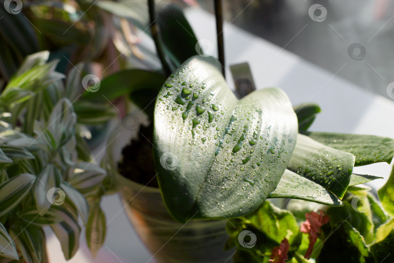 Скачать Намочите зеленый лист домашнего растения после полива. Крупный план капель воды. фотосток Ozero