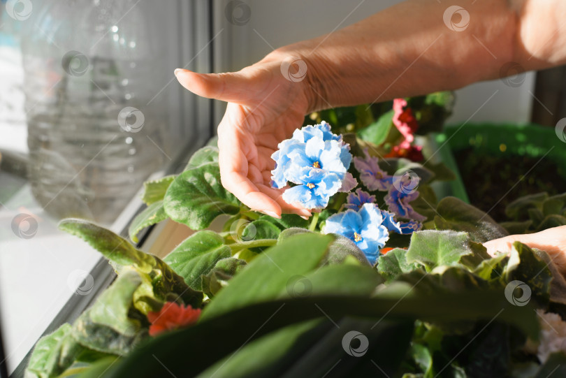 Скачать Пожилая женщина ухаживает за растениями в помещении в солнечный день. Руки пожилой домохозяйки держат сине-фиолетовый цветок. Уход за комнатными растениями. Сосредоточьтесь на цветке. фотосток Ozero