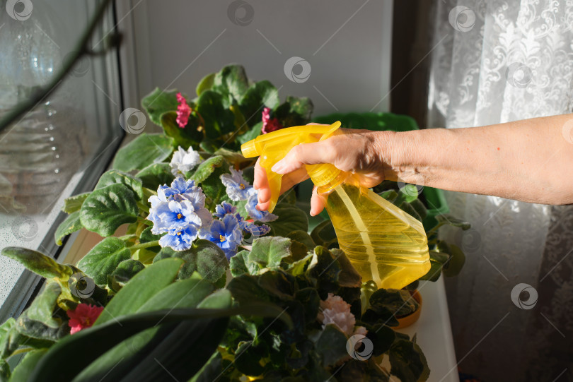 Скачать Пожилая женщина ухаживает за растениями в помещении в солнечный день. Домохозяйка опрыскивает цветы синих и красных фиалок из пульверизатора. Уход за комнатными растениями. фотосток Ozero