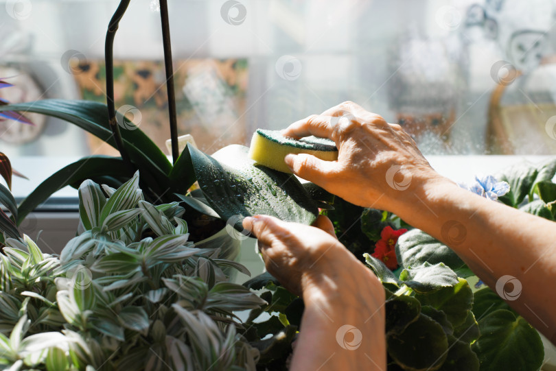 Скачать Уход за комнатными растениями. Домохозяйка, вытирающая губкой мокрую листву, крупным планом руки пожилой женщины. Избирательное внимание к зеленому листу фотосток Ozero