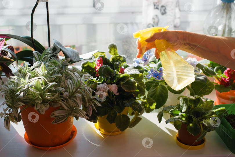 Скачать Домохозяйка опрыскивает цветы, синие и красные фиалки, из пульверизатора. Пожилая женщина поливает растения в солнечный день. Много комнатных растений в горшках на подоконнике. Уход за комнатными растениями. фотосток Ozero