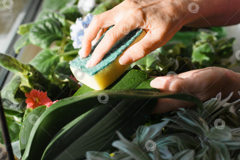 Скачать Пожилая женщина, протирающая губкой мокрую листву, руки крупным планом. Уход за комнатными растениями в помещении в солнечный день. Сосредоточьтесь на зеленом листе фотосток Ozero