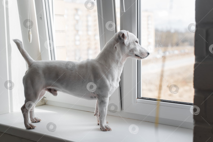 Скачать Джек Рассел терьер стоит на подоконнике и смотрит в окно. Портрет чистокровной домашней собаки в помещении. Любопытный питомец, ждущий хозяина фотосток Ozero