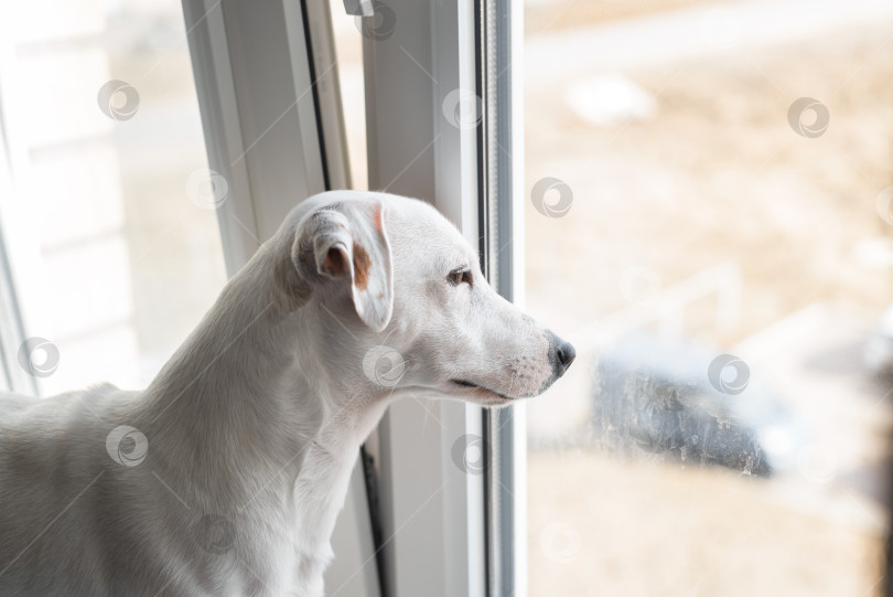 Скачать Джек Рассел терьер смотрит в окно. Портрет грустной собаки в помещении, ожидающей хозяина фотосток Ozero