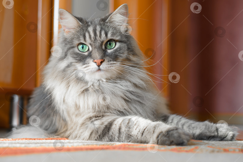 Скачать Пушистый кот с зелеными глазами, лежащий на полу в помещении, крупным планом. Портрет серой кошки сибирской породы в домашних условиях. фотосток Ozero