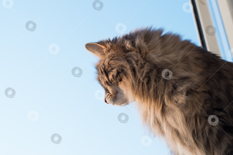 Скачать Кошка выглядывает из открытого окна, вид сзади. Серая пушистая кошка сибирской породы дышит свежим воздухом на фоне голубого неба фотосток Ozero