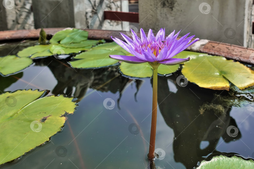 Скачать Пурпурный цветок водяной лилии на длинном стебле возвышается над водой. фотосток Ozero