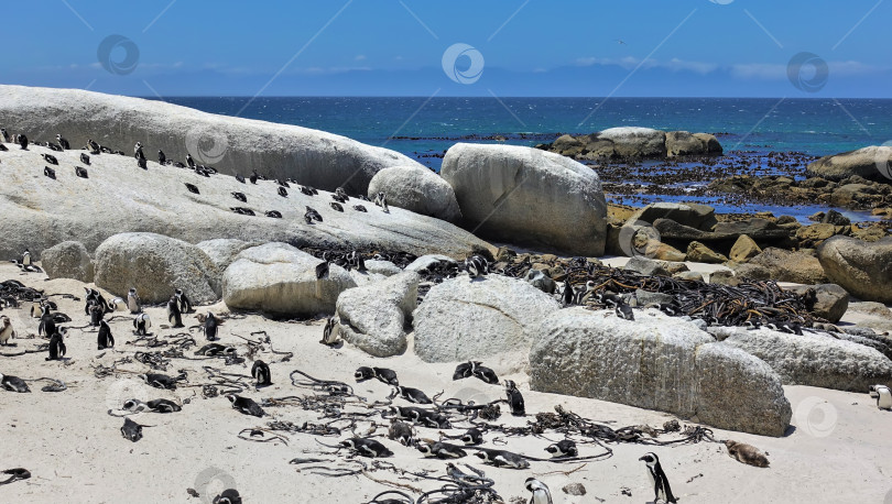 Скачать Огромные валуны лежат на пляже в Кейптауне, где обитает колония южноафриканских пингвинов. фотосток Ozero