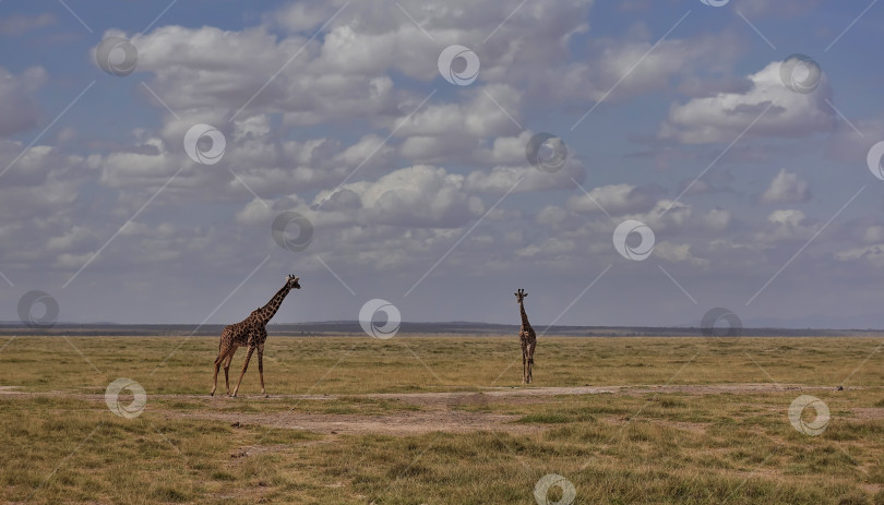 Скачать Два грациозных жирафа прогуливаются по желтой траве в бескрайней саванне Африки. фотосток Ozero