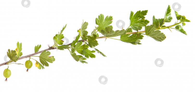 Скачать ветка куста крыжовника с зелеными листьями. изолированный на белом фоне фотосток Ozero