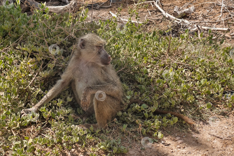 Скачать Взрослая дикая обезьяна-бабуин сидит на траве саванны. фотосток Ozero