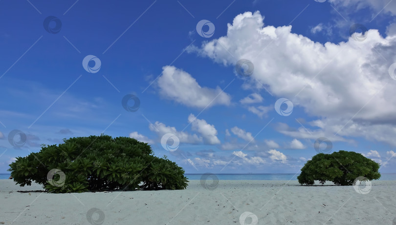 Скачать На белом песке пляжа растут тропические кусты с белыми цветами.  Мальдивы фотосток Ozero