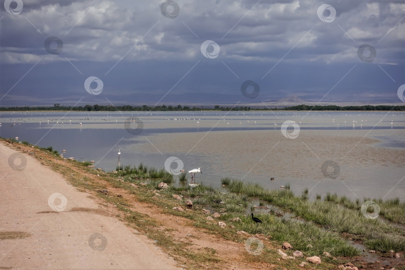 Скачать Рядом с озером проходит грунтовая дорога. В воде видны различные водоплавающие птицы. фотосток Ozero