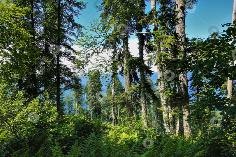 Скачать Лес в горах Кавказа летом.  Солнечный день. Россия. фотосток Ozero