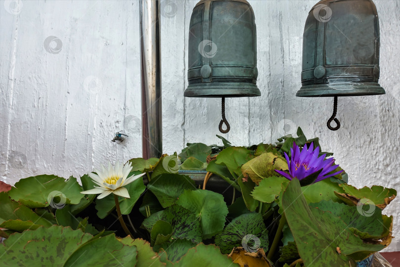 Скачать Два старинных колокола свисают над цветущими водяными лилиями. фотосток Ozero