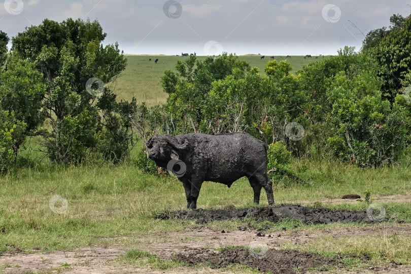 Скачать В саванне стоит дикий буйвол. Животное полностью покрыто толстым слоем черной грязи. фотосток Ozero