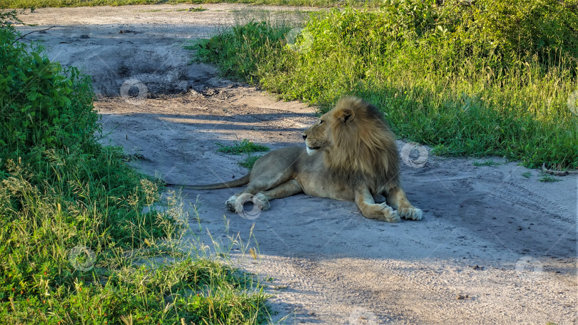 Скачать Взрослый дикий лев с пышной гривой спокойно лежит на грунтовой дороге. фотосток Ozero