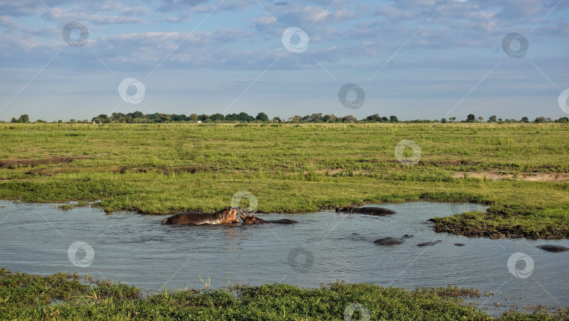 Скачать Два бегемота играют на болоте. Рты открыты, кожа блестит. фотосток Ozero