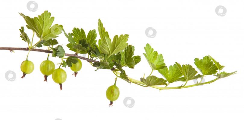 Скачать ветка куста крыжовника с зелеными листьями. изолированный на белом фоне фотосток Ozero