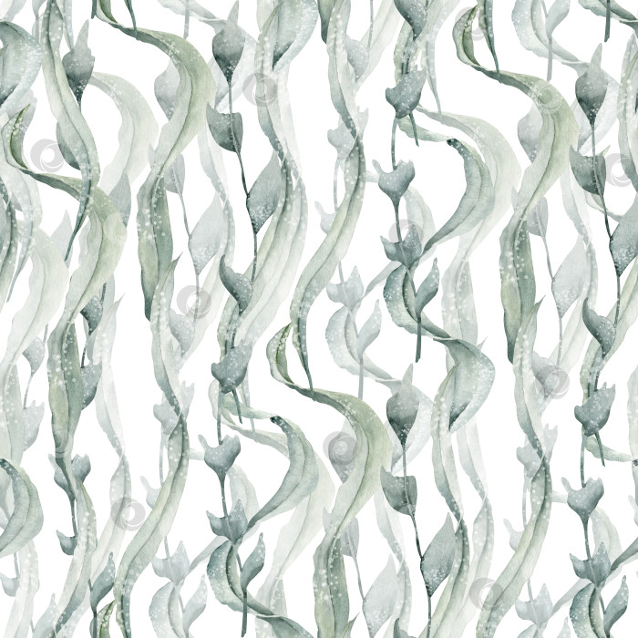 Скачать Бесшовный узор из морских водорослей с зеленой ламинарией и морскими водорослями. Нарисованная от руки акварельная иллюстрация подводных растений на белом изолированном фоне. Украшение для морской оберточной бумаги или текстильного дизайна фотосток Ozero