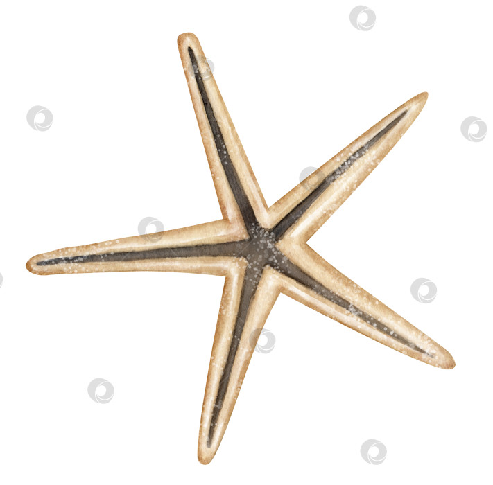Скачать Акварельная иллюстрация с изображением морской звезды. Нарисованный от руки рисунок морской звезды в пастельно-бежевых тонах на изолированном фоне. Эскиз подводной флоры для иконки или логотипа. Подводная дикая жизнь, нарисованная тушью фотосток Ozero