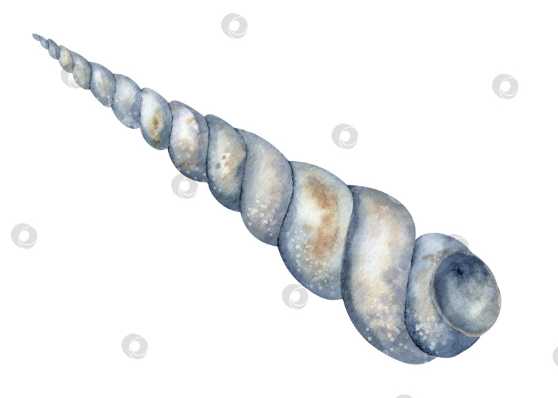 Скачать Акварельная спиральная морская раковина на изолированном фоне. Нарисованная от руки иллюстрация морской раковины для дизайна в океаническом стиле. Рисунок ракушки. Эскиз подводной фауны в пастельно-голубых тонах для иконки фотосток Ozero