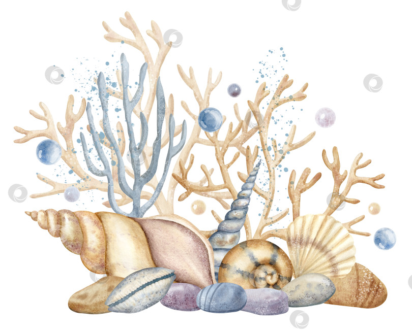 Скачать Иллюстрация подводной жизни. Нарисованная от руки композиция с ракушками, кораллами и морскими водорослями на изолированном фоне в пастельных бежевых и голубых тонах. Красочный рисунок подводной флоры для значка или логотипа фотосток Ozero