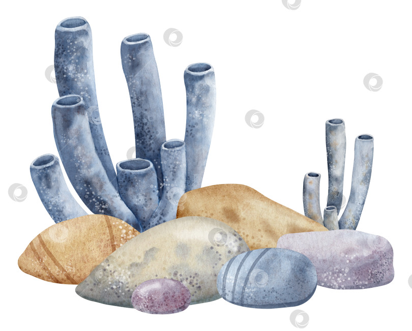 Скачать Подводные трубчатые кораллы и морское дно. Нарисованная от руки подводная иллюстрация на изолированном фоне камней океанского дна и морских водорослей в голубых и бежевых тонах. Рисунок для иконки или логотипа в морском стиле фотосток Ozero