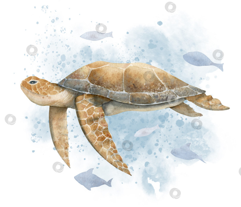 Скачать Морская черепаха с рыбками и акварельными брызгами. Нарисованная от руки акварельная иллюстрация подводной черепахи на изолированном фоне для значка или логотипа. Красочный рисунок подводного животного для морского дизайна фотосток Ozero