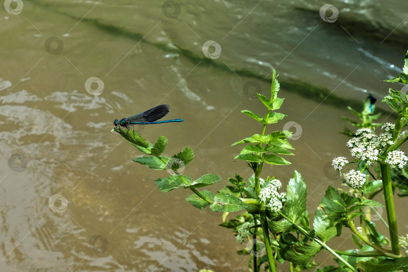 Скачать Блестящая голубая стрекоза сидела на ветке дикого цветка над водой. фотосток Ozero