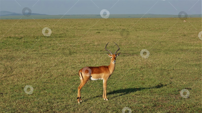 Скачать Грациозная антилопа импала стоит на зеленой траве саванны, глядя в камеру. фотосток Ozero
