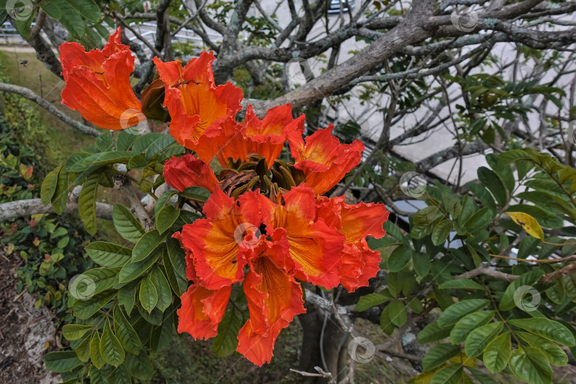 Скачать Ярко цветущая спатодея. Крупные оранжевые цветы причудливой формы фотосток Ozero