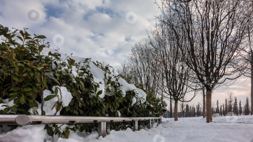 Скачать Зимний вечер в городском парке. Снег на листьях вечнозеленых кустарников, огороженных металлическими перилами. фотосток Ozero