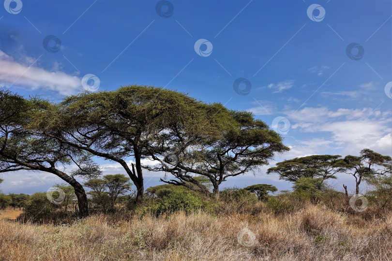Скачать Пейзаж африканской саванны в солнечный день. Желтая сухая трава и зонтичные акации фотосток Ozero